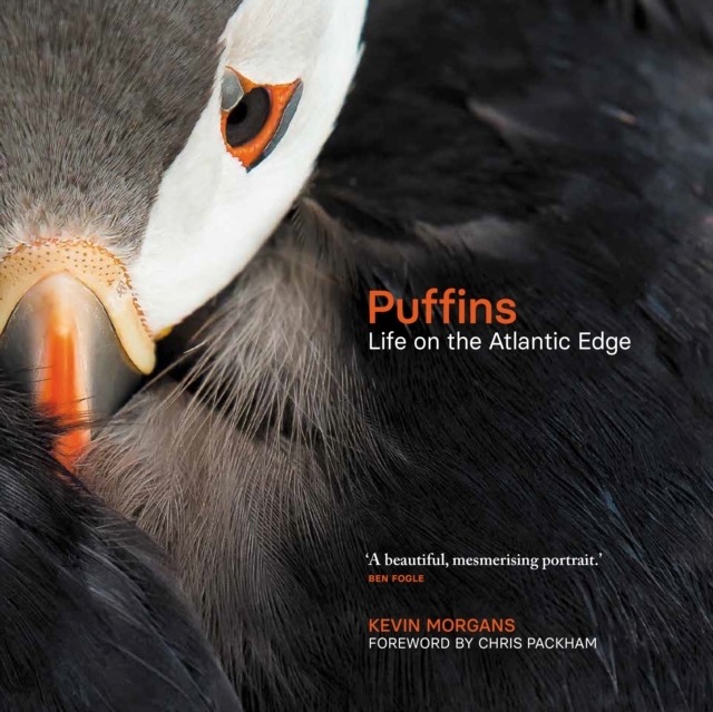 Puffins