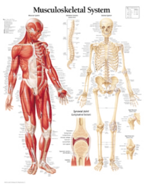 Musculoskeletal System Paper Poster