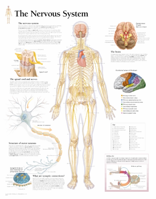 Nervous System Laminated Poster