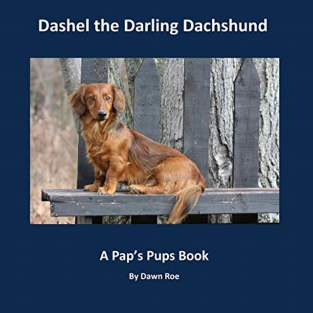 Dashel the Darling Dachshund