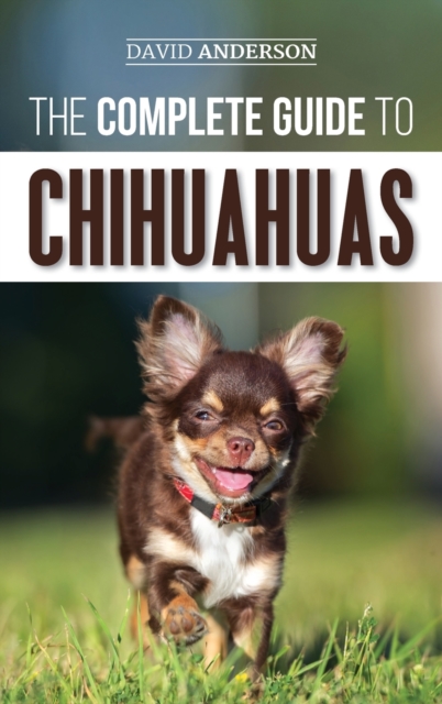 Complete Guide to Chihuahuas