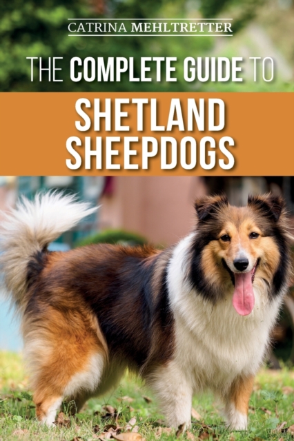 Complete Guide to Shetland Sheepdogs