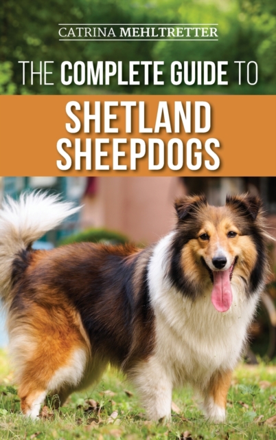 Complete Guide to Shetland Sheepdogs