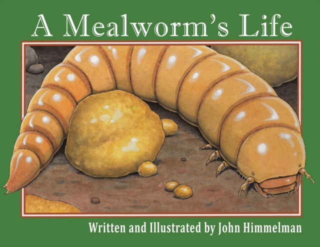 Mealworm's Life