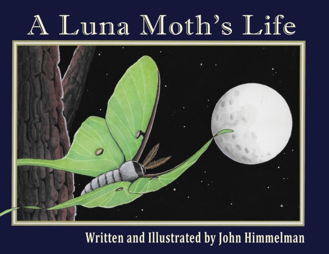 Luna Moth's Life