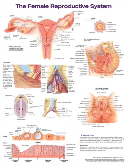 Female Reproductive System Anatomical Chart