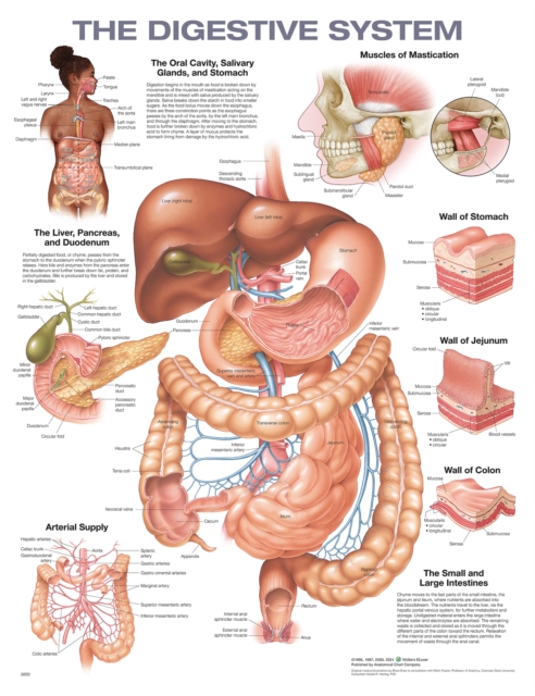 Digestive System Anatomical Chart