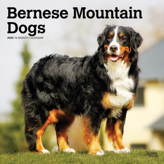 Bernese Mountain Dogs 2020 Square Wall Calendar