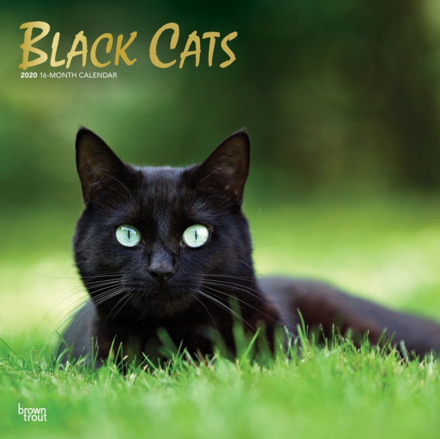 Black Cats 2020 Square Wall Calendar