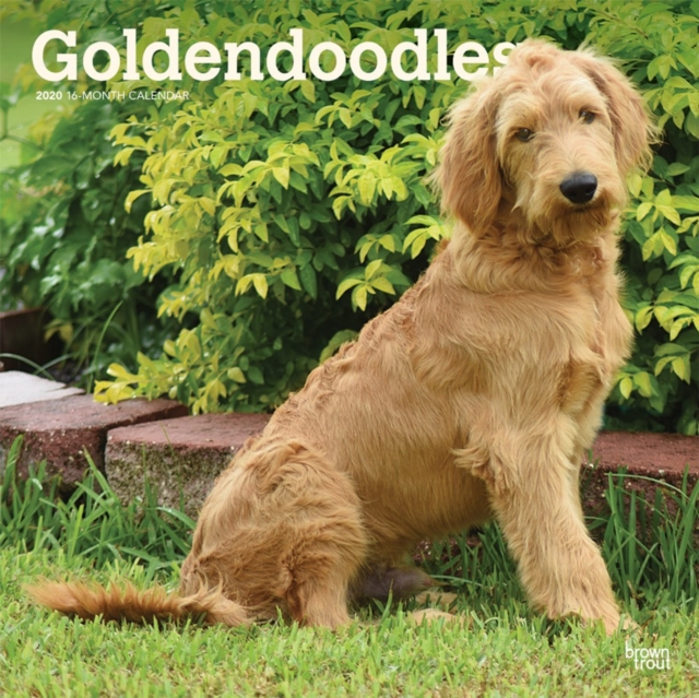 Goldendoodles 2020 Square Wall Calendar
