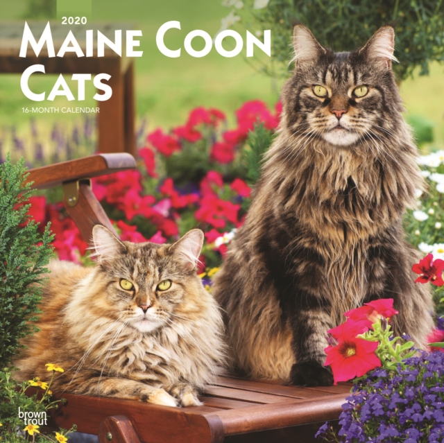 Maine Coon Cats 2020 Square Wall Calendar
