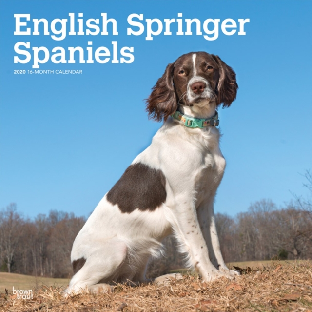 English Springer Spaniels Intl 2020 Square Wall Calendar