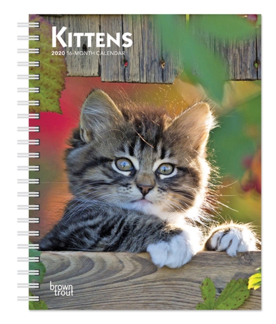 Kittens 2020 Diary
