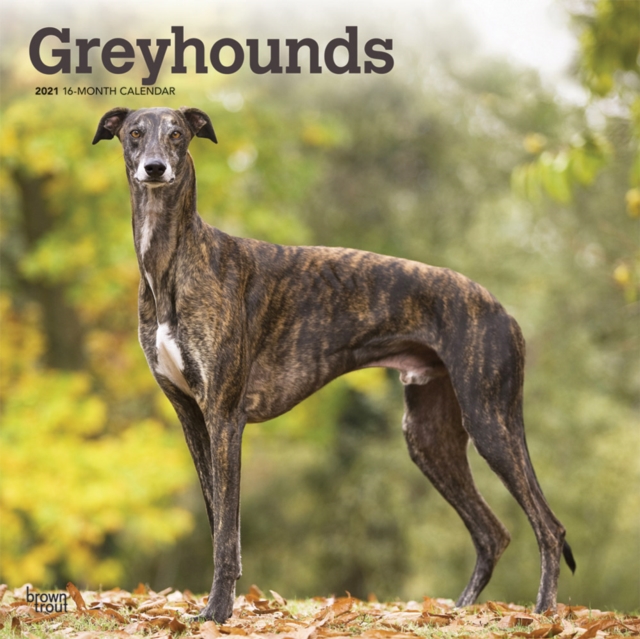 Greyhounds 2021 Square Calendar