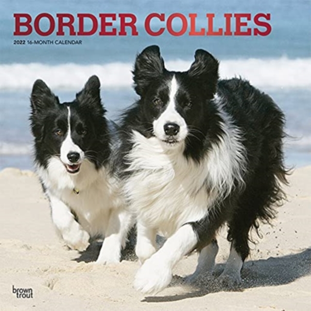 BORDER COLLIES 2022 SQUARE FOIL