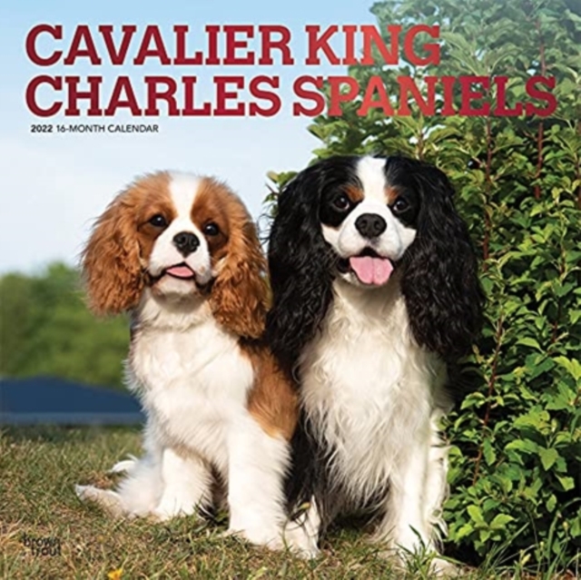 CAVALIER KING CHARLES SPANIELS 2022 SQUA