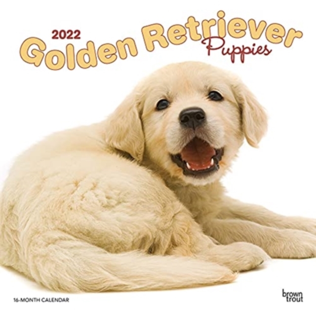 GOLDEN RETRIEVER PUPPIES 2022 SQUARE