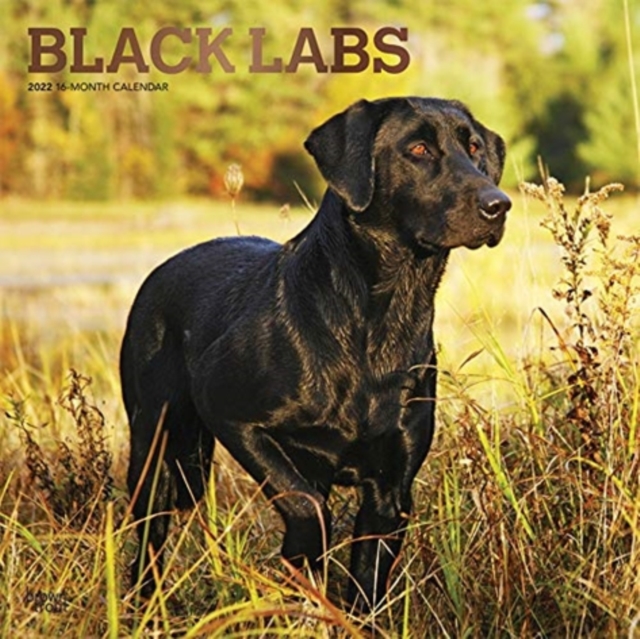 LABRADOR RETRIEVERS BLACK 2022 SQUARE FO