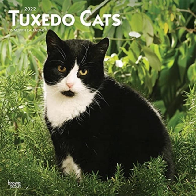 TUXEDO CATS 2022 SQUARE