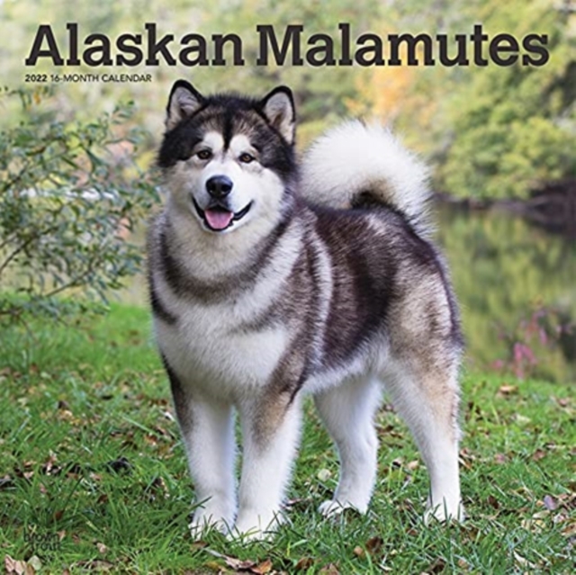 ALASKAN MALAMUTES 2022 SQUARE