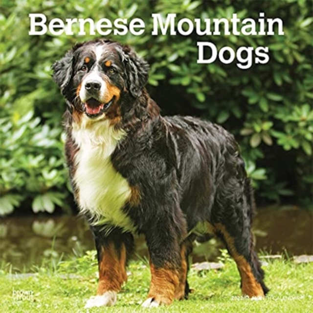 BERNESE MOUNTAIN DOGS 2022 SQUARE