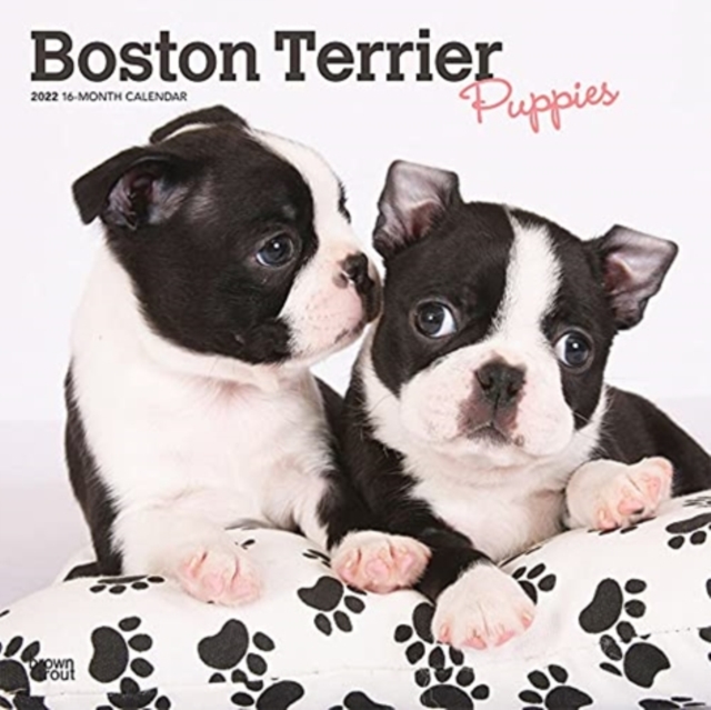 BOSTON TERRIER PUPPIES 2022 SQUARE