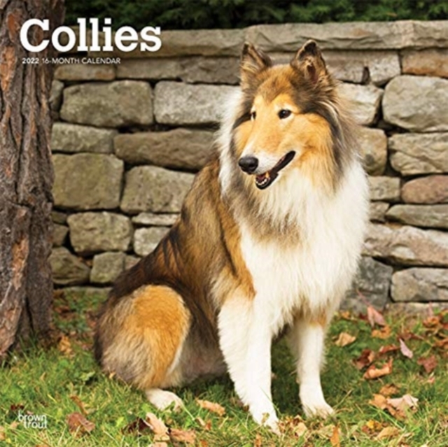 COLLIES 2022 SQUARE