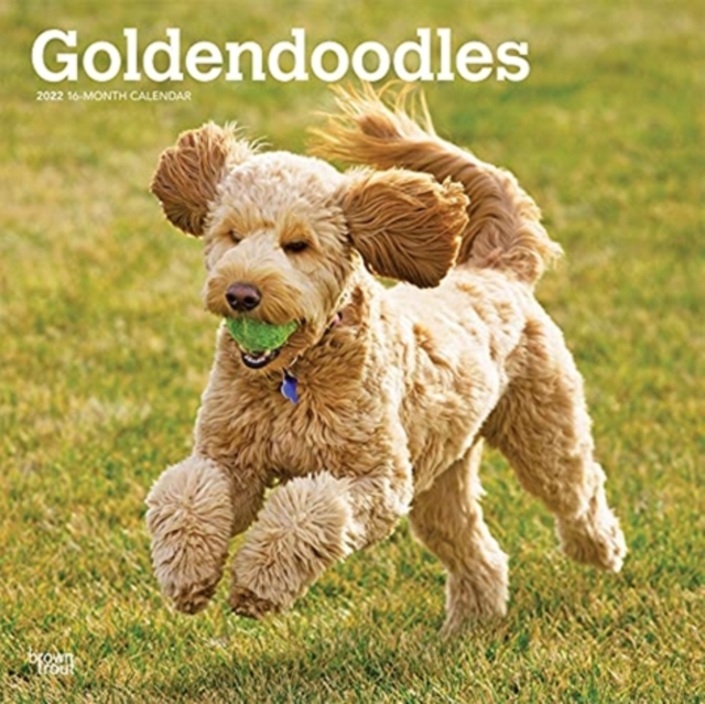 GOLDENDOODLES 2022 SQUARE