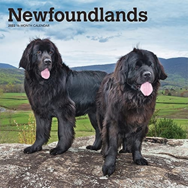 NEWFOUNDLANDS 2022 SQUARE