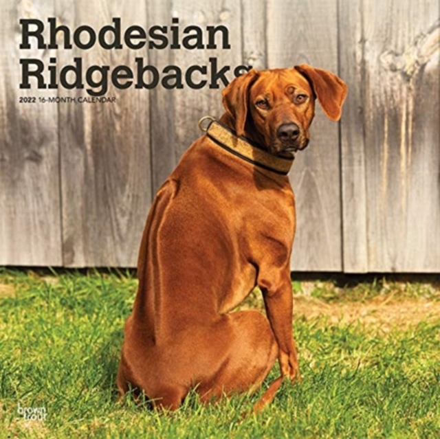 RHODESIAN RIDGEBACKS 2022 SQUARE