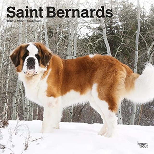 SAINT BERNARDS 2022 SQUARE