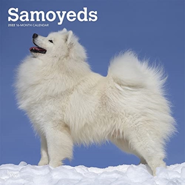 SAMOYEDS 2022 SQUARE