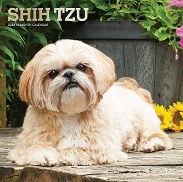 SHIH TZU 2022 SQUARE FOIL