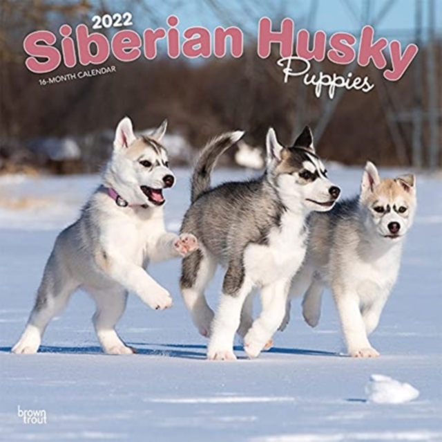 SIBERIAN HUSKY PUPPIES 2022 SQUARE