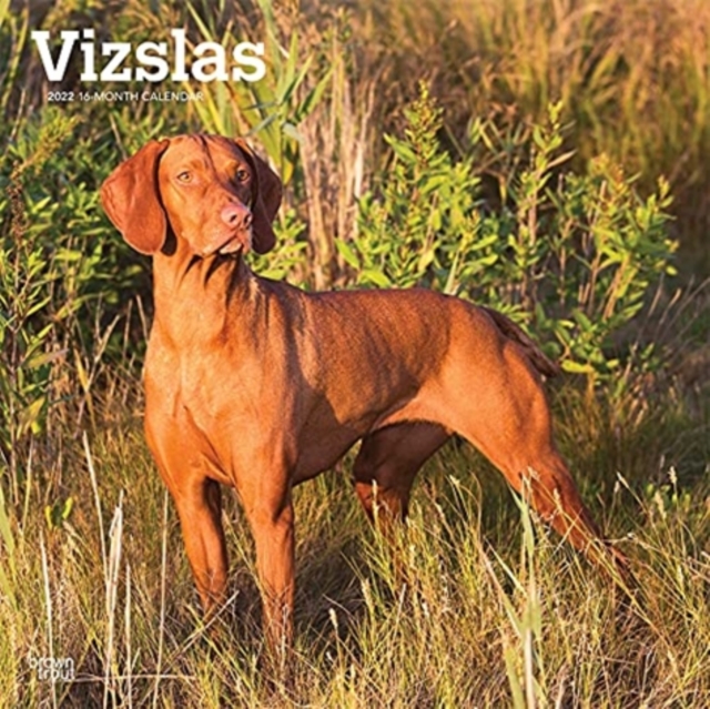 VIZSLAS 2022 SQUARE