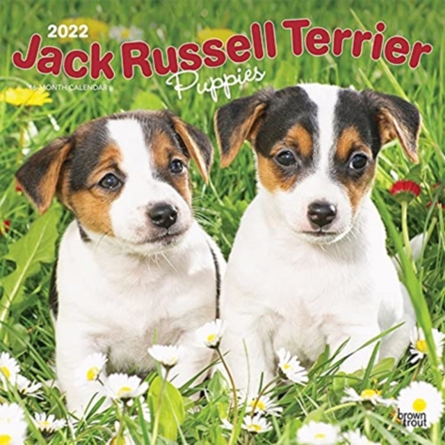 JACK RUSSELL TERRIER PUPPIES 2022 SQUARE