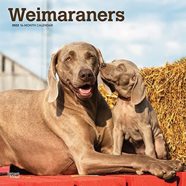 WEIMARANERS 2022 SQUARE