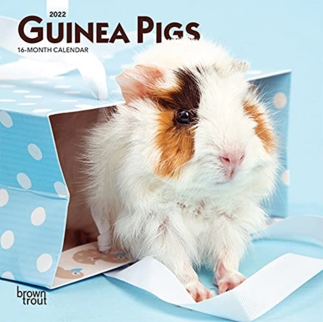 GUINEA PIGS 2022 MINI 7X7