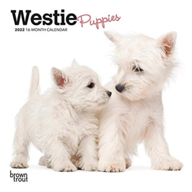 WEST HIGHLAND WHITE TERRIER PUPPIES 2022