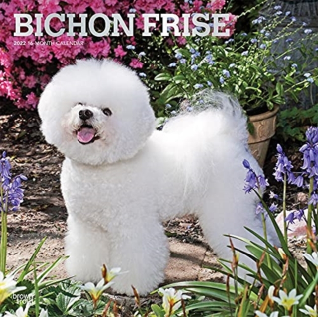 BICHON FRISE 2022 SQUARE FOIL