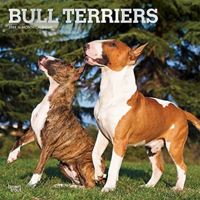 BULL TERRIERS 2022 SQUARE