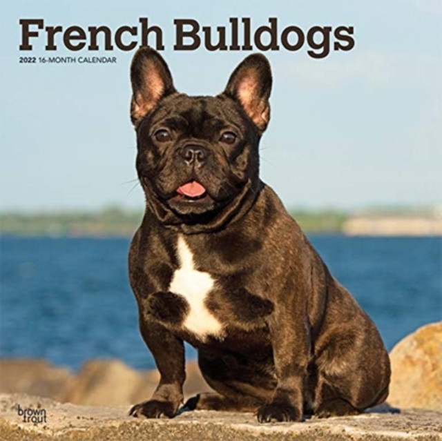 FRENCH BULLDOGS 2022 SQUARE