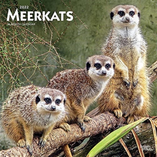 MEERKATS 2022 SQUARE