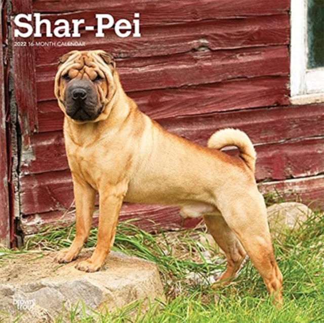 SHAR PEI 2022 SQUARE