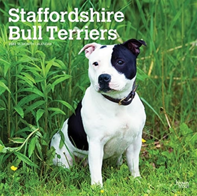 STAFFORDSHIRE BULL TERRIERS 2022 SQUARE