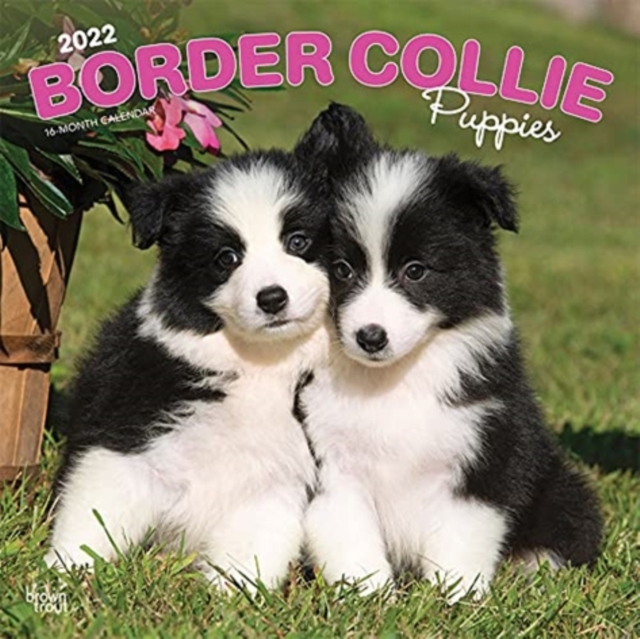 BORDER COLLIE PUPPIES 2022 SQUARE