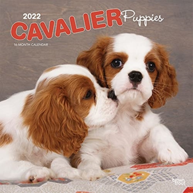 CAVALIER KING CHARLES SPANIEL PUPPIES 20