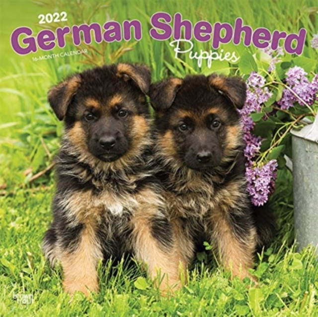 GERMAN SHEPHERD PUPPIES 2022 SQUARE