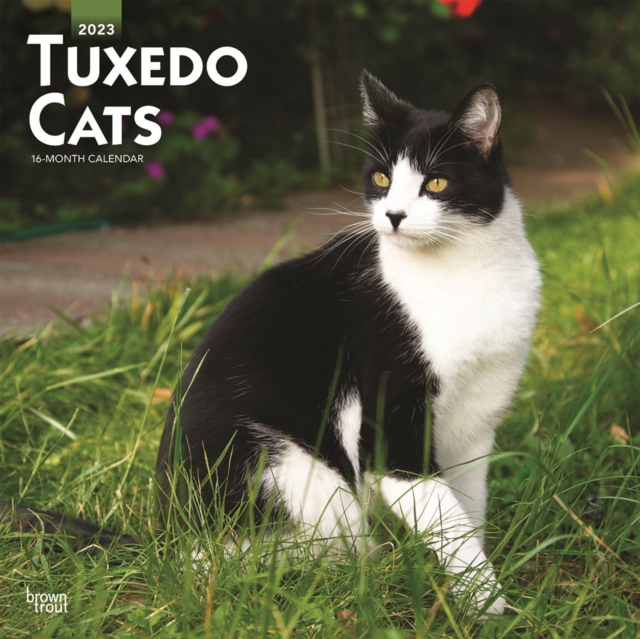 Tuxedo Cats 2023 Square Calendar