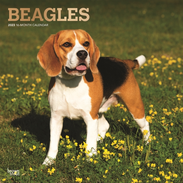 Beagles 2023 Square Foil Calendar